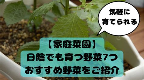 陰生植物 一覧|半日陰でも育つ野菜の種類と育て方のコツ【初心者向け完全ガイ。